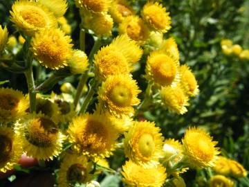 Fotografia da espécie Helichrysum foetidum