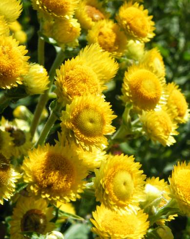 Fotografia de capa Helichrysum foetidum - do Jardim Botânico