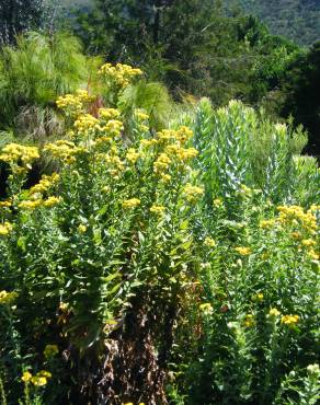 Fotografia 9 da espécie Helichrysum foetidum no Jardim Botânico UTAD