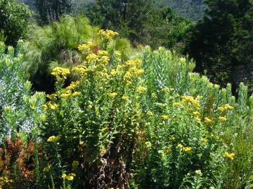 Fotografia da espécie Helichrysum foetidum