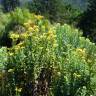Fotografia 9 da espécie Helichrysum foetidum do Jardim Botânico UTAD
