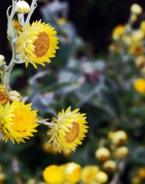 Fotografia 10 da espécie Helichrysum foetidum no Jardim Botânico UTAD