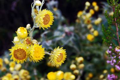 Fotografia da espécie Helichrysum foetidum