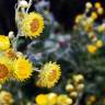 Fotografia 10 da espécie Helichrysum foetidum do Jardim Botânico UTAD