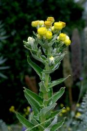 Fotografia da espécie Helichrysum foetidum