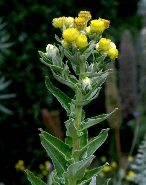 Fotografia 11 da espécie Helichrysum foetidum no Jardim Botânico UTAD