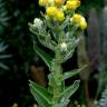 Fotografia 11 da espécie Helichrysum foetidum do Jardim Botânico UTAD