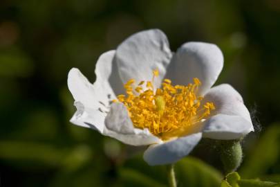 Fotografia da espécie Rosa sempervirens