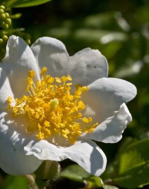 Fotografia 1 da espécie Rosa sempervirens no Jardim Botânico UTAD