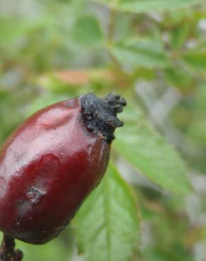 Fotografia 4 da espécie Rosa agrestis no Jardim Botânico UTAD