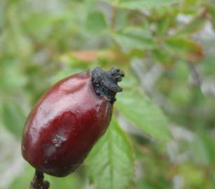 Fotografia da espécie Rosa agrestis