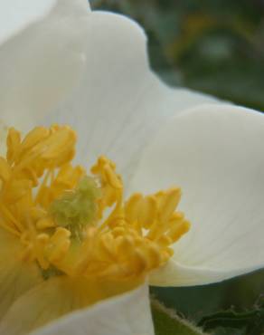 Fotografia 5 da espécie Rosa agrestis no Jardim Botânico UTAD