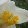 Fotografia 5 da espécie Rosa agrestis do Jardim Botânico UTAD