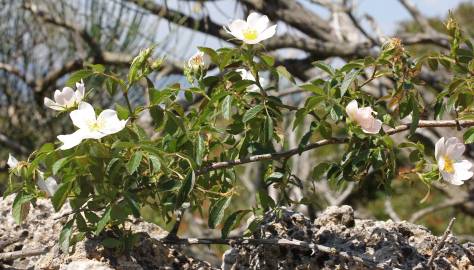 Fotografia da espécie Rosa agrestis