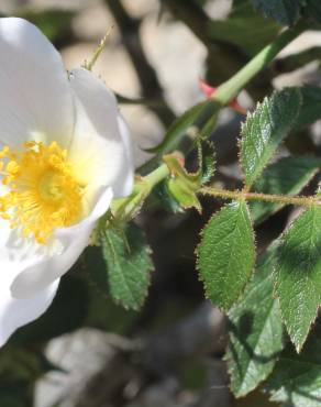 Fotografia 11 da espécie Rosa agrestis no Jardim Botânico UTAD