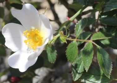 Fotografia da espécie Rosa agrestis