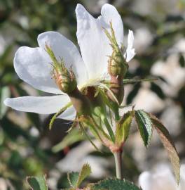 Fotografia da espécie Rosa agrestis