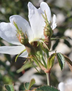 Fotografia 12 da espécie Rosa agrestis no Jardim Botânico UTAD