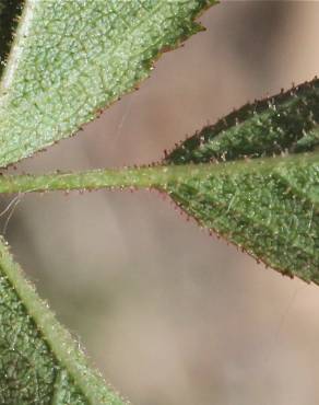 Fotografia 13 da espécie Rosa agrestis no Jardim Botânico UTAD