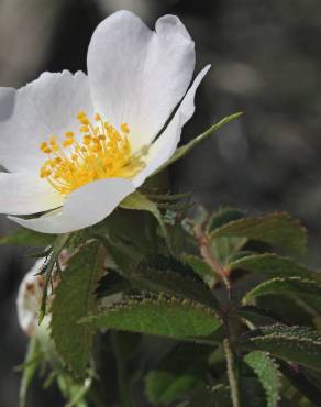 Fotografia 1 da espécie Rosa agrestis no Jardim Botânico UTAD