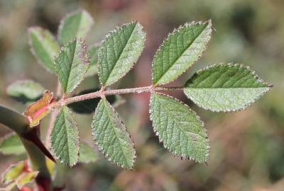 Fotografia da espécie Rosa agrestis