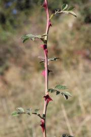 Fotografia da espécie Rosa agrestis