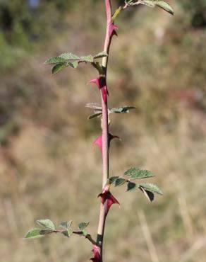 Fotografia 15 da espécie Rosa agrestis no Jardim Botânico UTAD