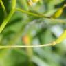 Fotografia 7 da espécie Rorippa pyrenaica do Jardim Botânico UTAD