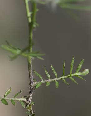 Fotografia 15 da espécie Rorippa pyrenaica no Jardim Botânico UTAD