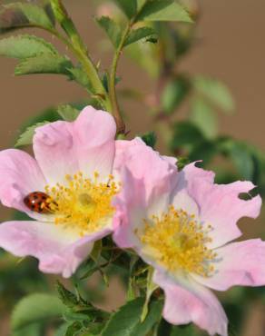 Fotografia 8 da espécie Rosa canina no Jardim Botânico UTAD