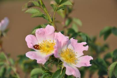 Fotografia da espécie Rosa canina