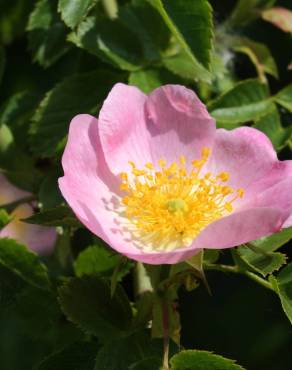 Fotografia 9 da espécie Rosa canina no Jardim Botânico UTAD