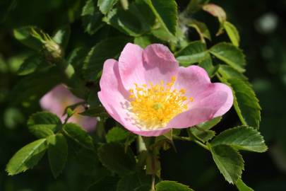 Fotografia da espécie Rosa canina