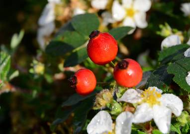 Fotografia da espécie Rosa canina