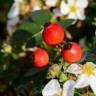 Fotografia 10 da espécie Rosa canina do Jardim Botânico UTAD