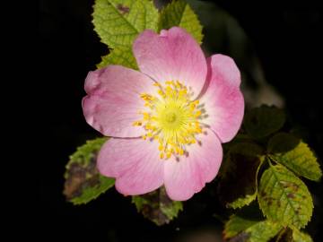 Fotografia da espécie Rosa canina