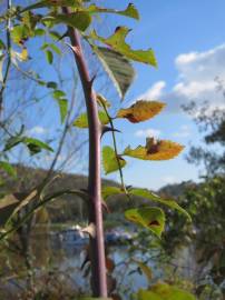 Fotografia da espécie Rosa canina