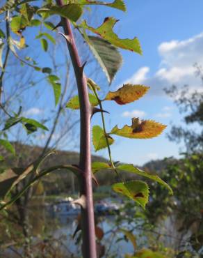 Fotografia 13 da espécie Rosa canina no Jardim Botânico UTAD