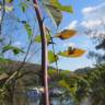 Fotografia 13 da espécie Rosa canina do Jardim Botânico UTAD