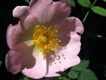 Fotografia da espécie Rosa canina