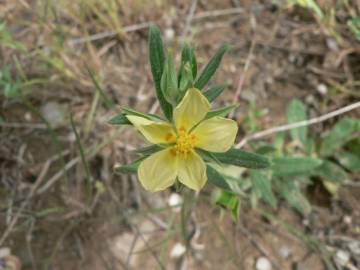 Fotografia da espécie Helianthemum ledifolium