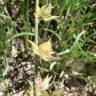 Fotografia 3 da espécie Helianthemum ledifolium do Jardim Botânico UTAD