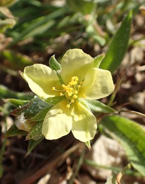 Fotografia 1 da espécie Helianthemum ledifolium no Jardim Botânico UTAD