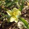 Fotografia 1 da espécie Helianthemum ledifolium do Jardim Botânico UTAD