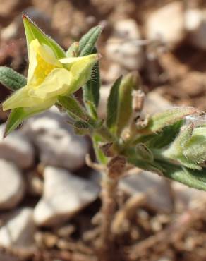 Fotografia 6 da espécie Helianthemum ledifolium no Jardim Botânico UTAD