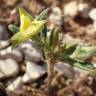 Fotografia 6 da espécie Helianthemum ledifolium do Jardim Botânico UTAD