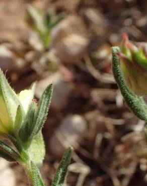 Fotografia 7 da espécie Helianthemum ledifolium no Jardim Botânico UTAD