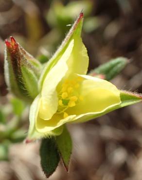 Fotografia 8 da espécie Helianthemum ledifolium no Jardim Botânico UTAD