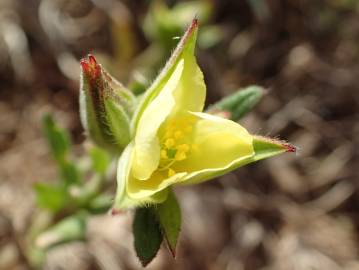 Fotografia da espécie Helianthemum ledifolium