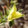 Fotografia 8 da espécie Helianthemum ledifolium do Jardim Botânico UTAD